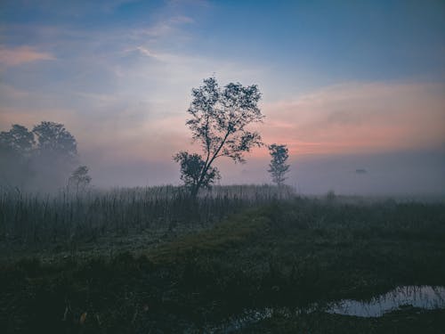 Immagine gratuita di alberi, cloud, erba