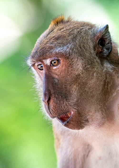 Close-Up Shot of a Monkey 