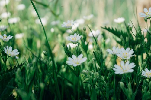 Free Beautiful white daisies blooming in a lush green meadow on a sunny day, capturing the essence of nature and spring. Stock Photo