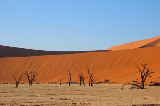 Majestic desert landscape with leafless trees against towering sand dunes under a clear blue sky.