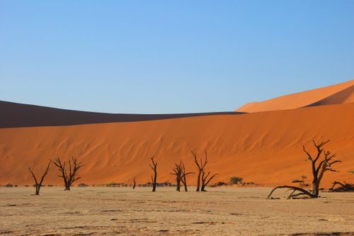 Free Majestic desert landscape with leafless trees against towering sand dunes under a clear blue sky. Stock Photo