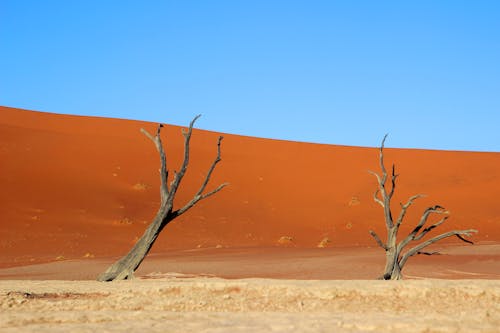 Fotobanka s bezplatnými fotkami na tému bezlisté stromy, dezolátny, fotografovanie krajiny