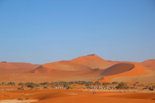 Damaraland desert-adapted elephants — Namibia