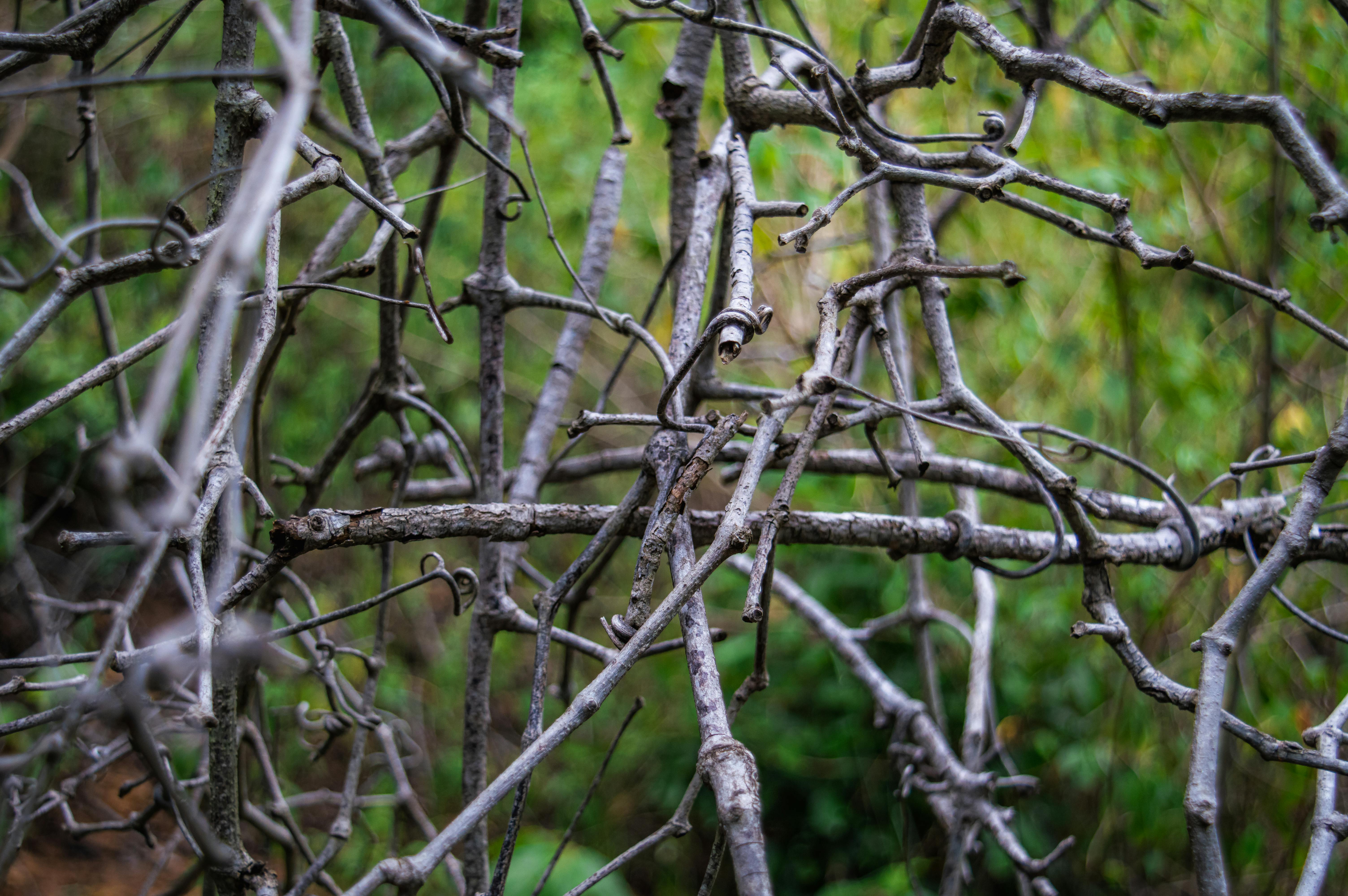 Tangled path representing diagnostic complexity - therapy for complex trauma