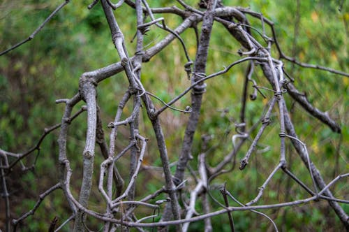 Brown Tree Branch in Tilt Shift Lens