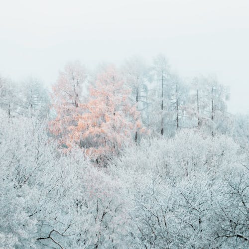 Frosted Trees in a Forest during Winter