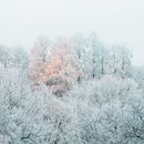 Snow Covered Trees