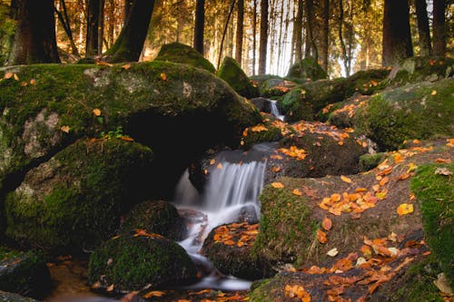 Water Falls in the Middle of the Forest