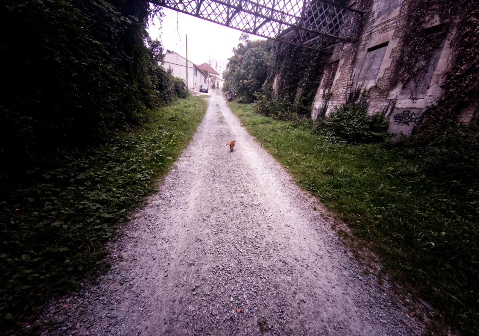 Chat roux courant sur un chemin de gravier sous un pont ferroviaire