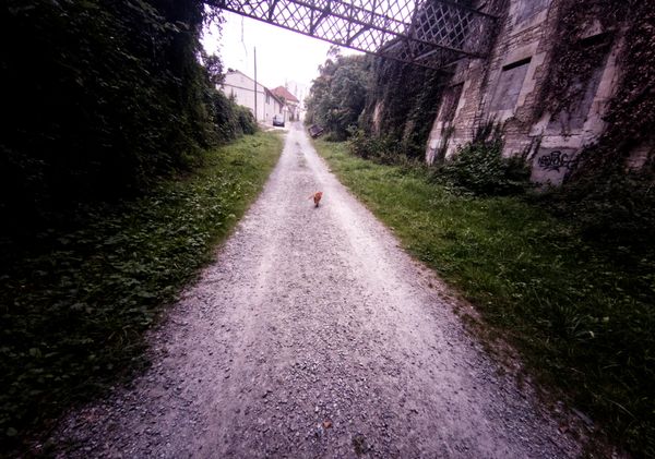 Chat roux courant sur un chemin de gravier sous un pont ferroviaire