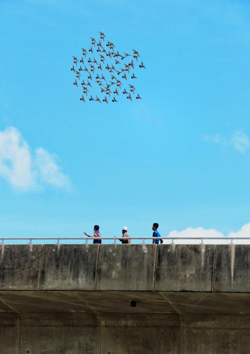 Безкоштовне стокове фото на тему «вертикальні постріл, зграя птахів, люди»