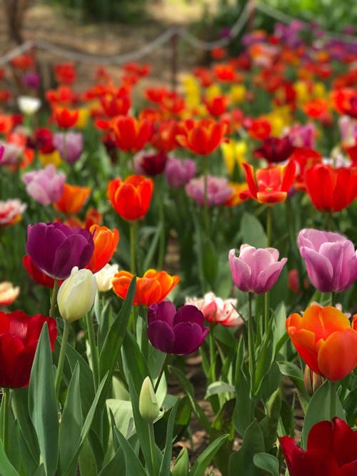 Closeup Photo of Assorted-colored Bed of Flowers