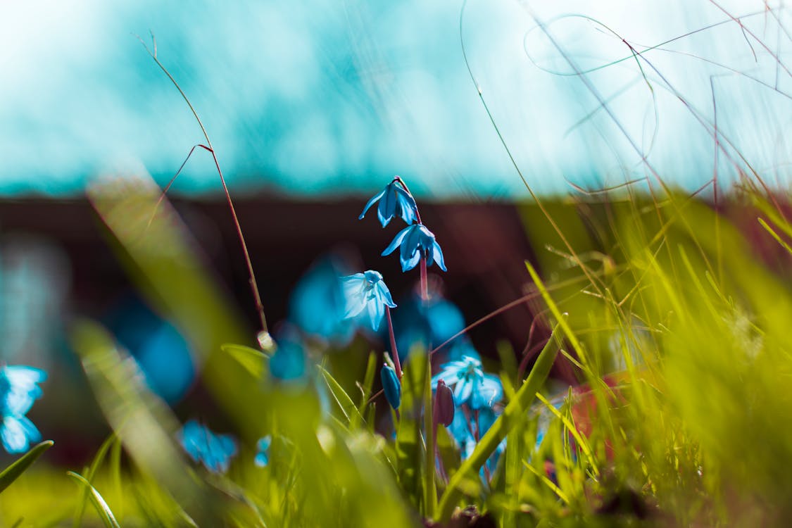 青い花びらの花のセレクティブフォーカス写真