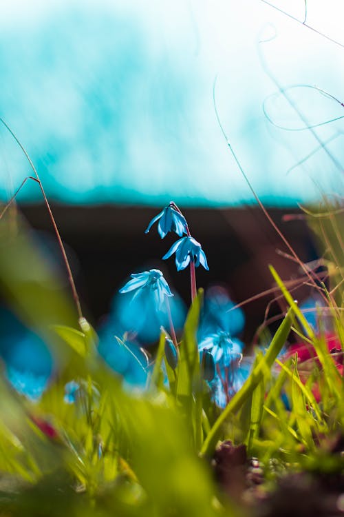 Close-up Photography of Blue Petaled Flowers
