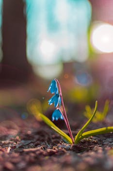 A solitary blue wildflower blooming on the forest floor with soft sunlight and bokeh background.