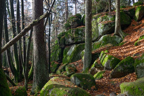 Stones Covered in Moss in a Forest