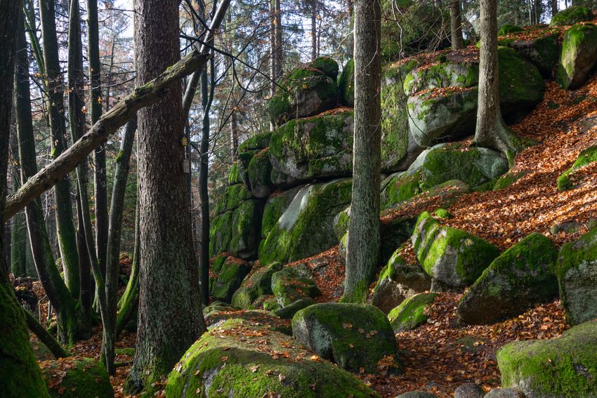 Autumn leaf litter banked against mossy rock &mdash; photo by Alexander P&ouml;llinger on Pexels