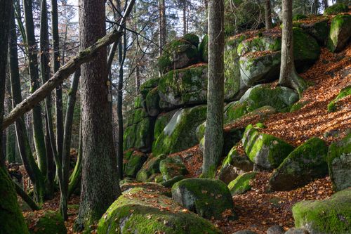 Free Serene autumn forest with mossy rocks and fallen leaves creating a tranquil landscape. Stock Photo