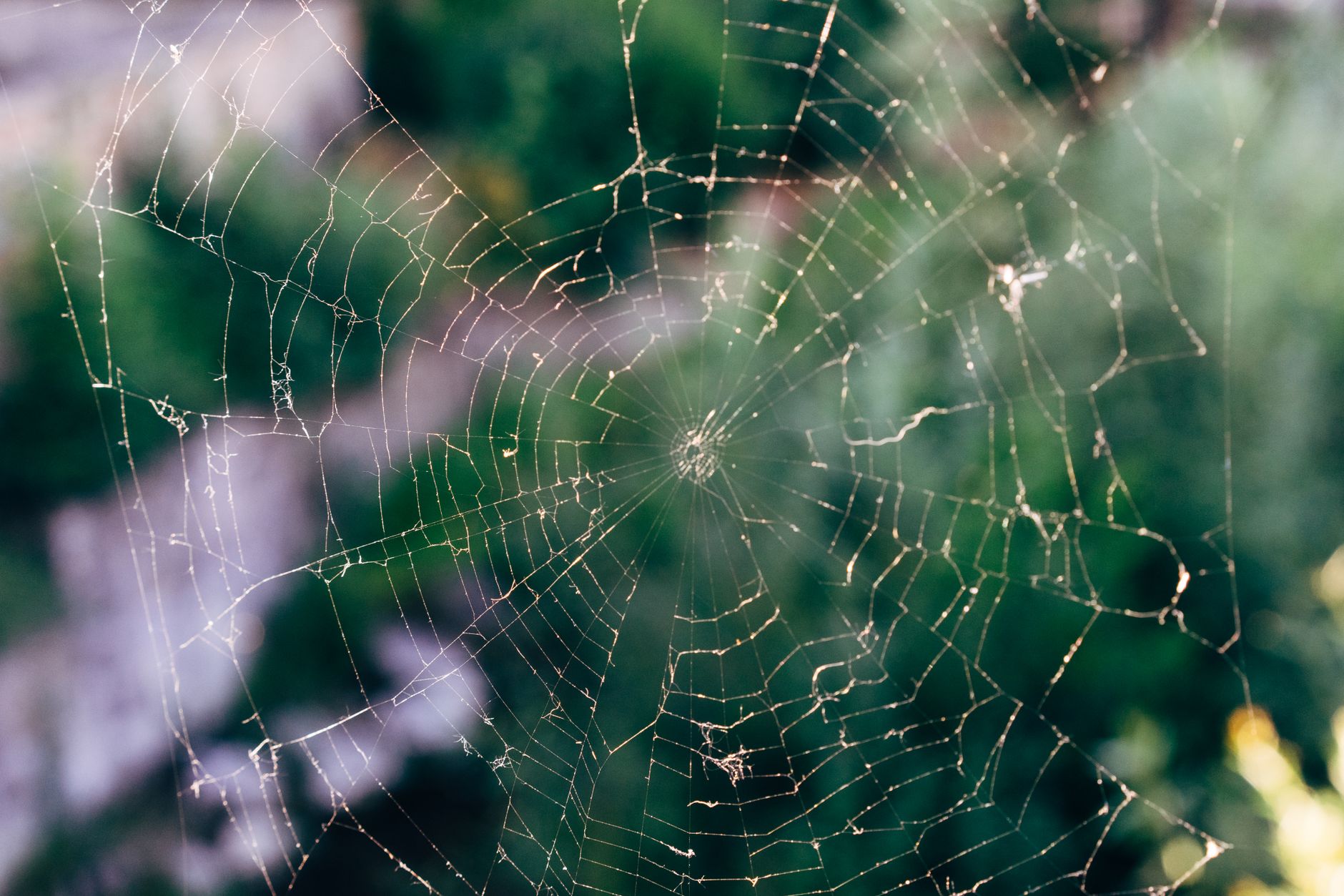 Close-up of a delicate spider web against a blurred natural background, capturing its intricate patterns.
