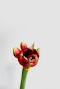 Pink and Green Flower Bud