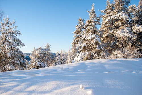 Foto profissional grátis de árvores, coberto de neve, com frio