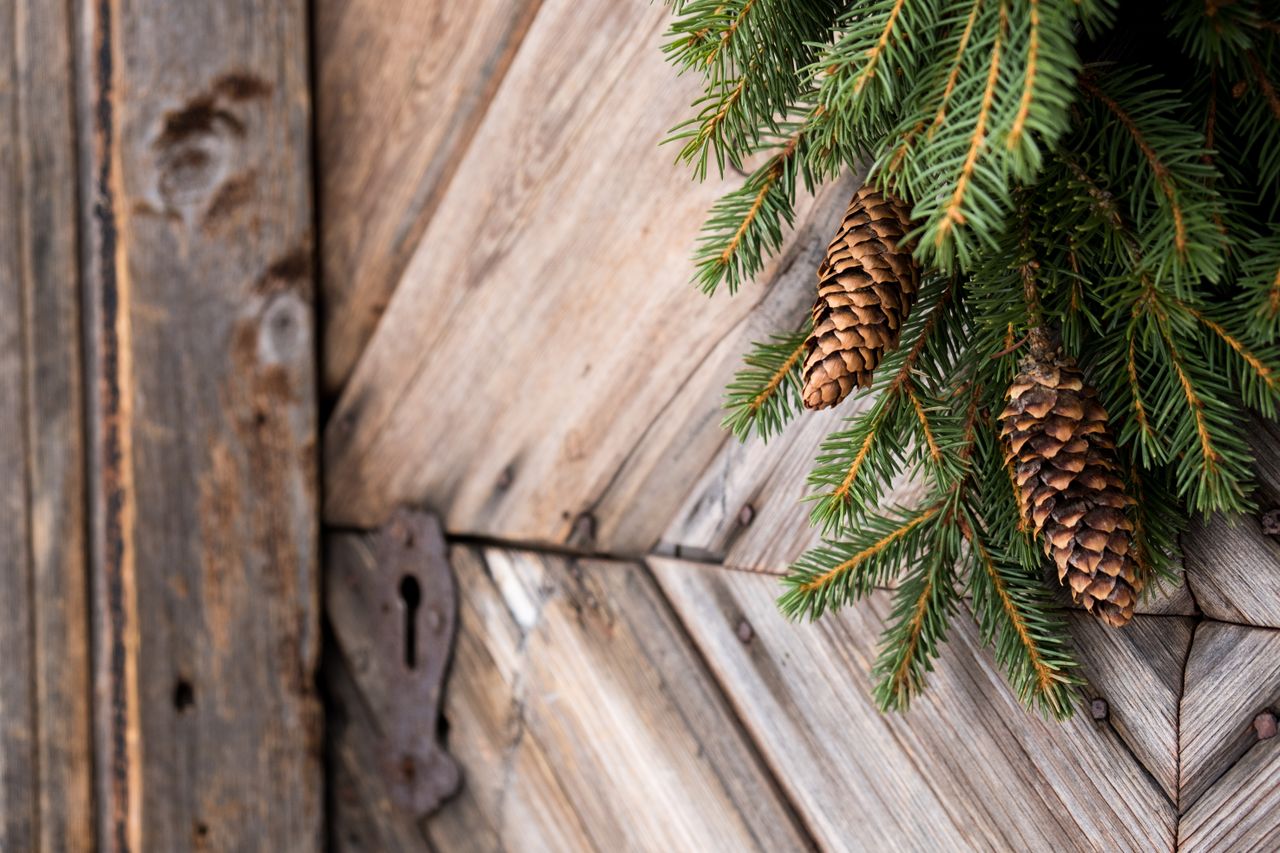 Spruce branches with two natural pinecones hanging as a swag on a rustic wooden door.