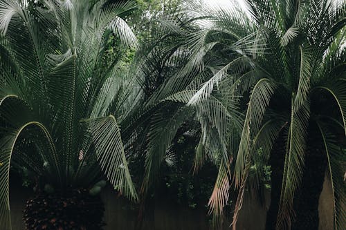 Зеленый лист пальмы