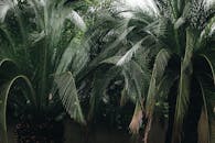 在户外热带环境中，充满活力的棕榈树展示着郁郁葱葱的绿叶