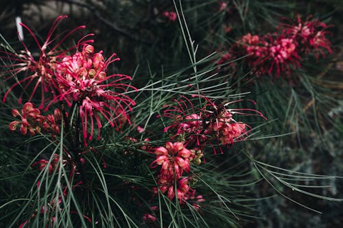 Foto De Close Up De Flor Vermelha