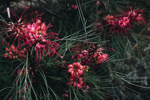 Free Close-up of vivid red Grevillea flowers surrounded by lush green pine needles outdoors. Stock Photo