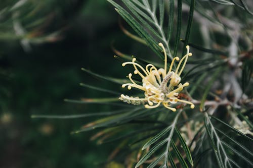 Kostnadsfri bild av färg, flora, miljö