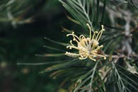 一张格雷维利亚花的特写，在自然环境中清晰展现了其复杂的花瓣结构