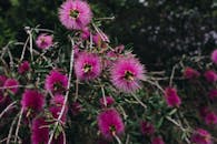 充满活力的粉红色瓶刷花朵与绿色叶子的特写，捕捉了夏季植物的美丽