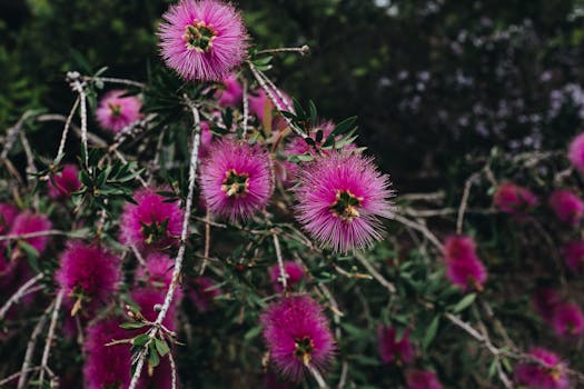 特写镜头捕捉到了夏季植物的美丽：充满活力的粉红色瓶灌木花朵和绿叶