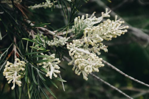 White Petaled Flower