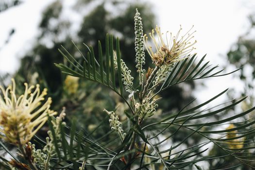 native bush