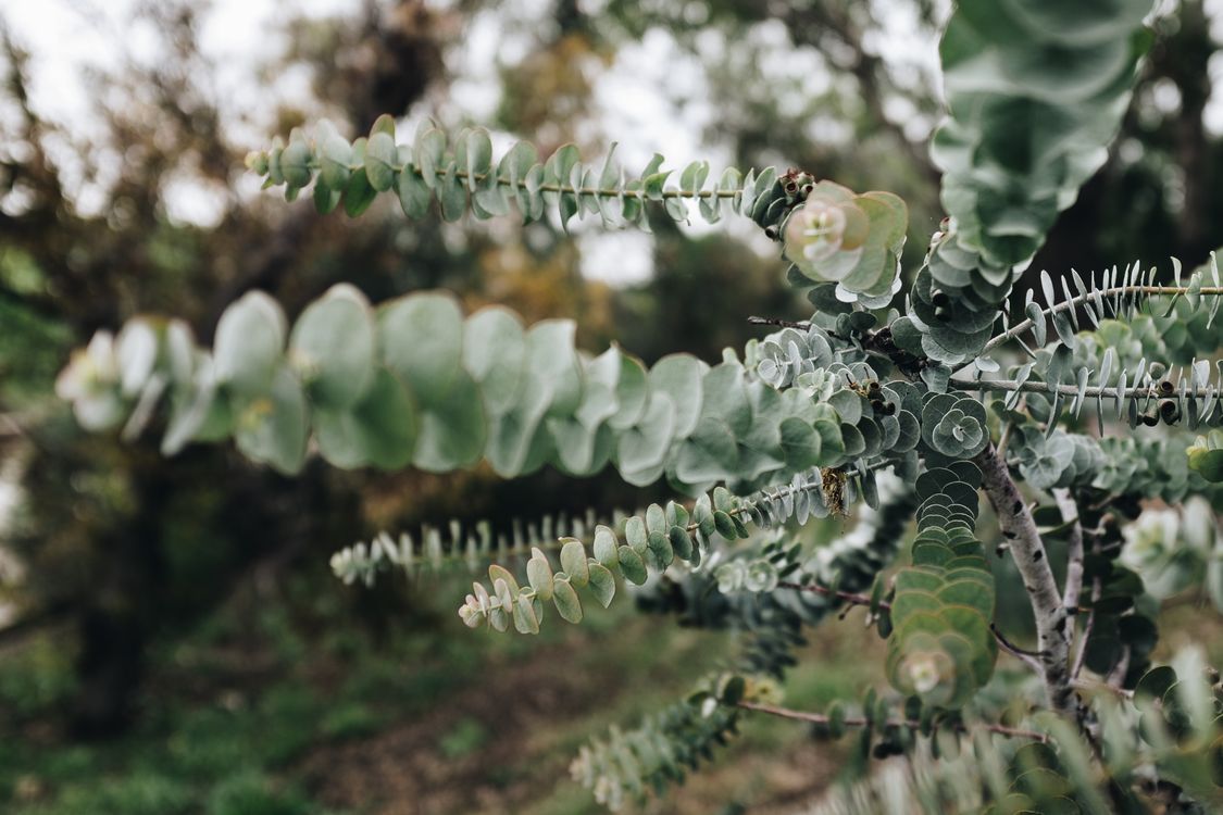 Green Leaf Plant Closeup Photography · Free Stock Photo