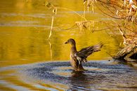 A Duck in the Water