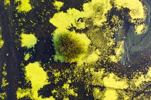 Free Stunning aerial view of a lake in Minnesota with vibrant yellow algae formations and a lush green patch. Stock Photo