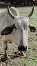 Close-Up Photo of a White Ox