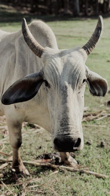 Fotomural Una vista de cerca de un buey con cuernos prominentes de pie en un campo de hierba.