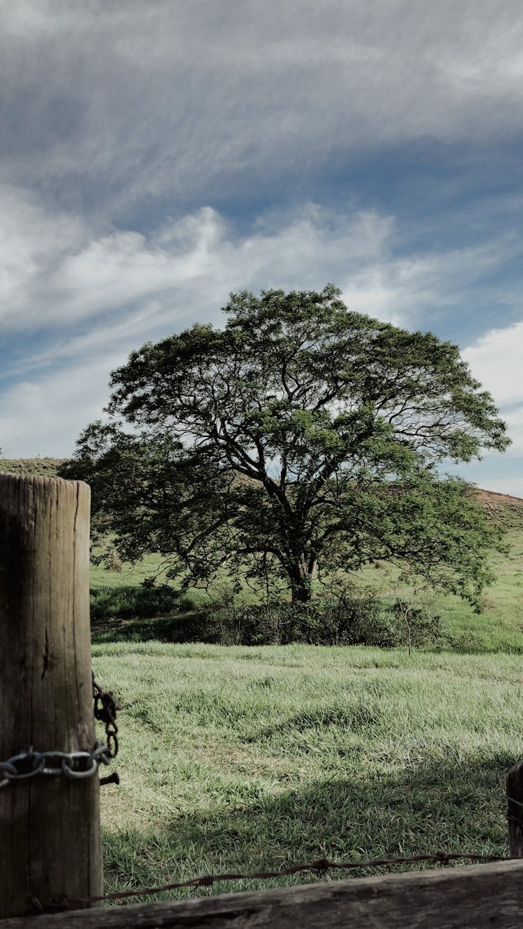 Tree Growing In Grass Field Under Cloudy Sky