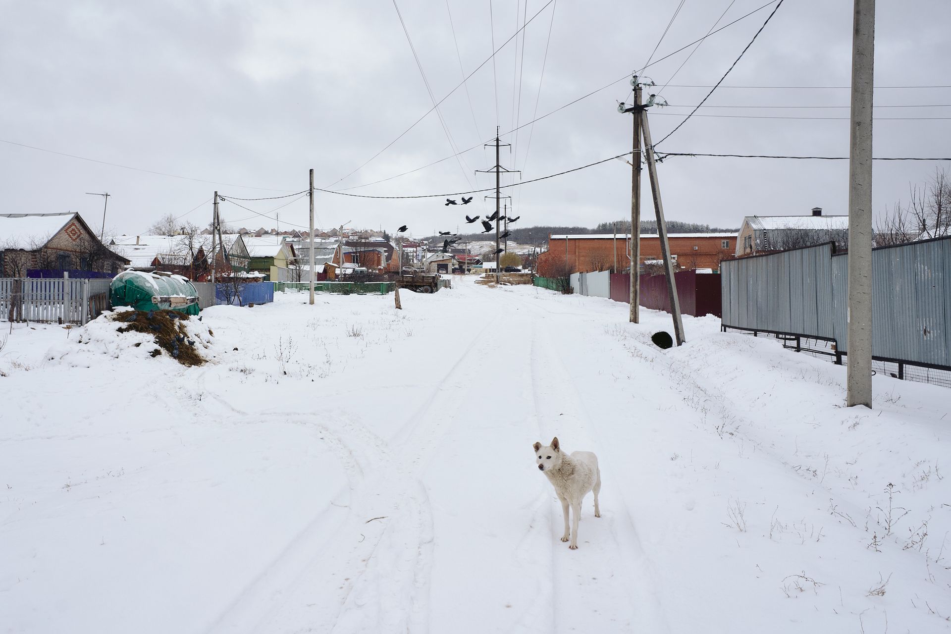 Dog in Village in Winter