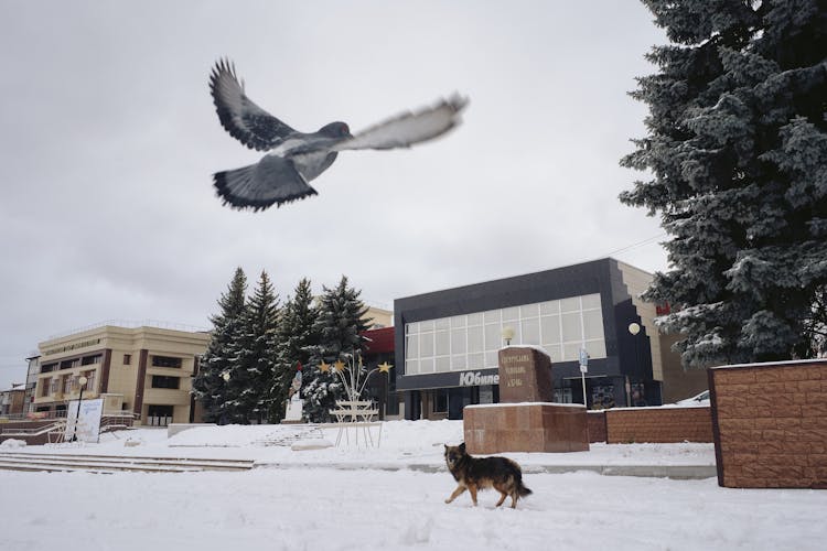 Pigeon Flying Over Dog In Snow