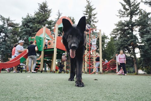 Fotobanka s bezplatnými fotkami na tému chlpatý, čierny pes, domáce zviera