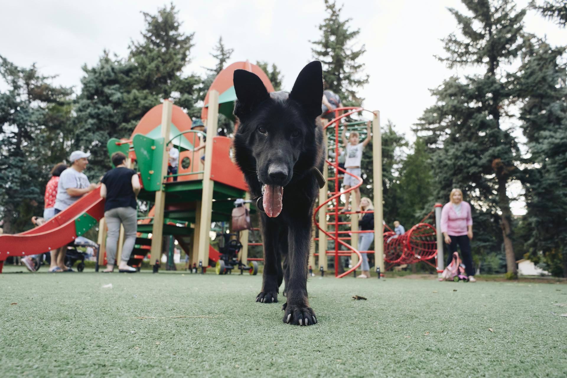 Low-Angle Shot of a Black German Shepherd at the Playground