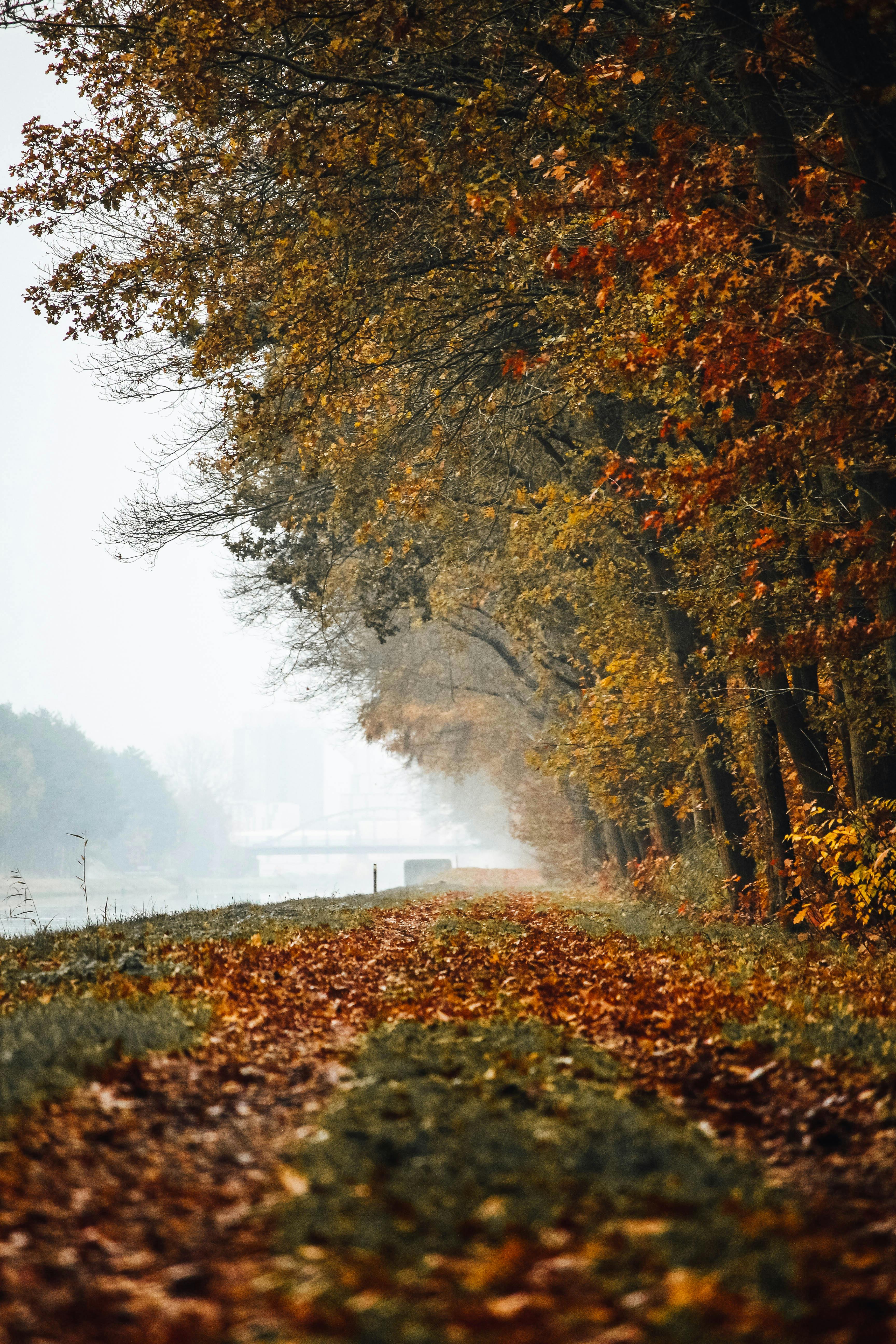 Pathway Between Yellow Trees · Free Stock Photo