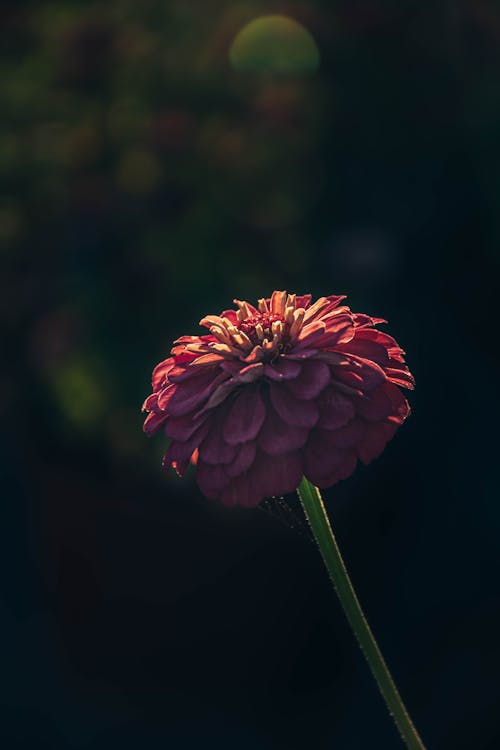 Red Flower in Tilt Shift Lens