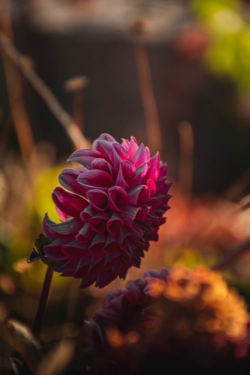 Free Close-up of a stunning pink dahlia flower with a blurred background, capturing nature's beauty. Stock Photo