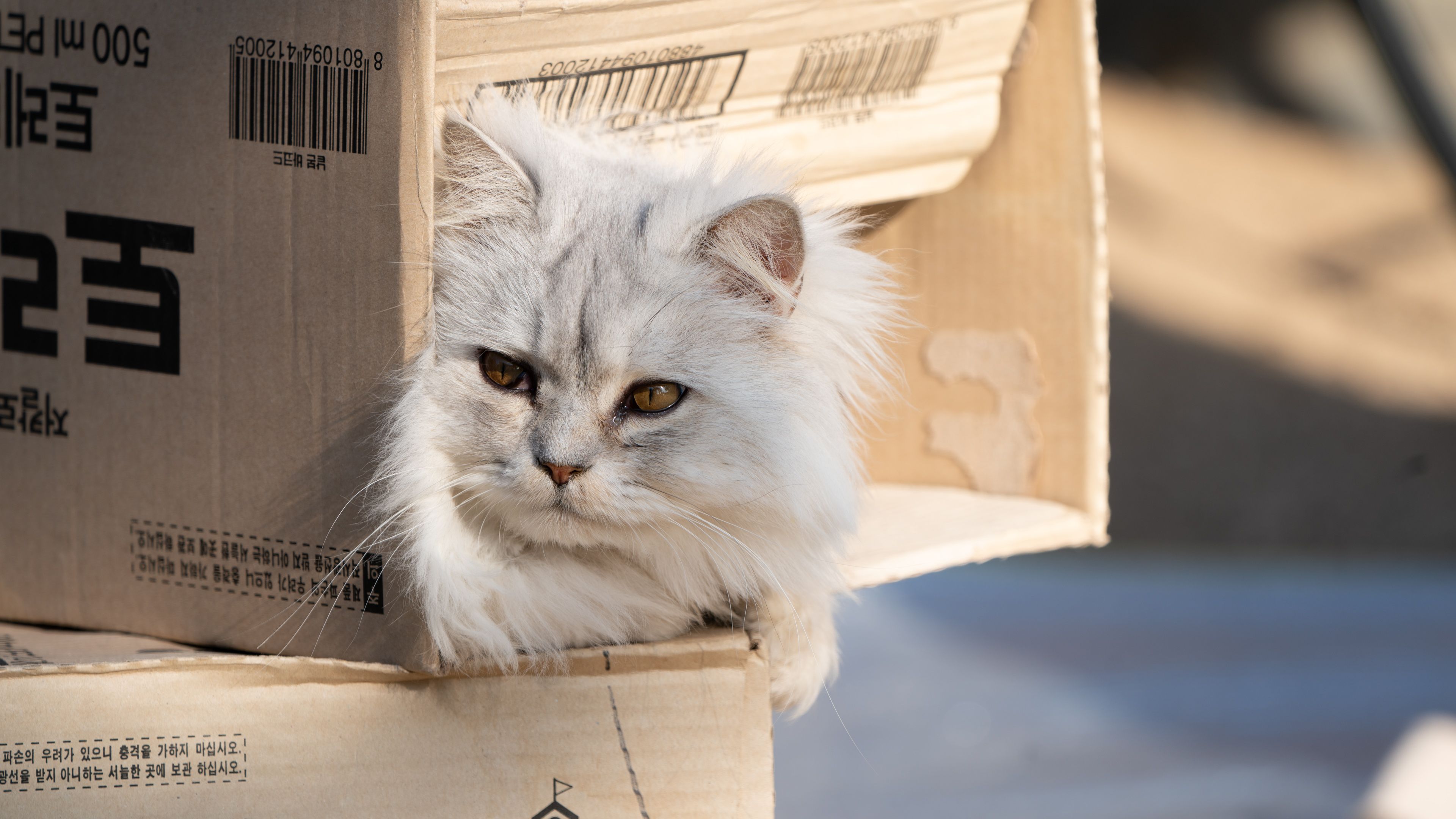 Cute Persian cat playfully peeking out from a cardboard box outdoors under the sun.